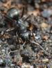 Formica selysi